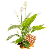 Good Vibes Peace Lily Barış Çiçeği