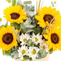 Sunshine Melody Ayçiçeği Aranjmanı