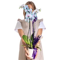 Lavender Dream Çiftli Mavi Orkide