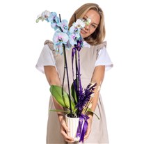 Lavender Dream Çiftli Mavi Orkide