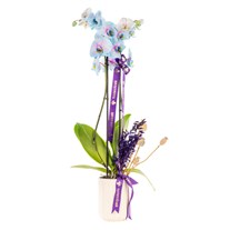 Lavender Dream Çiftli Mavi Orkide
