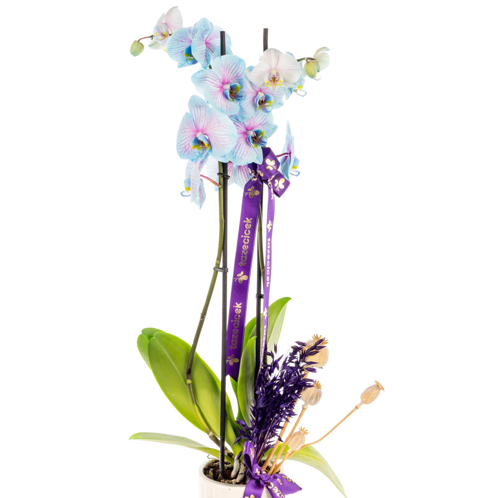 Lavender Dream Çiftli Mavi Orkide