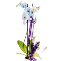 Lavender Dream Çiftli Mavi Orkide
