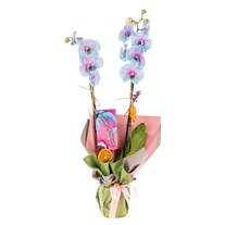 Wonder Bloom Çiftli Mavi Orkide