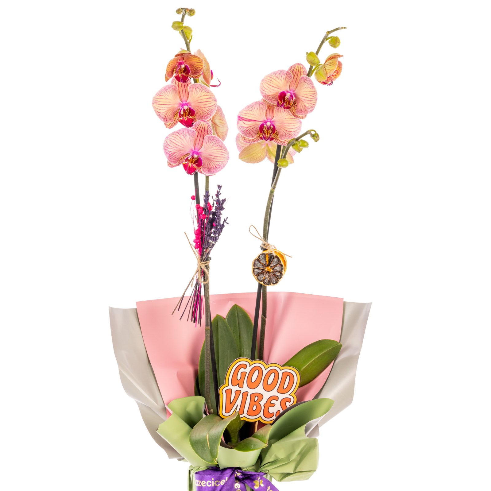 Good Vibes Special Çiftli Orkide