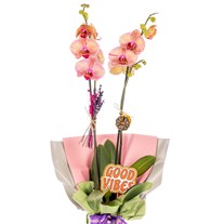 Good Vibes Special Çiftli Orkide