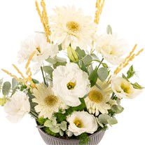 Pure Elegance Bowl Gerbera Aranjman