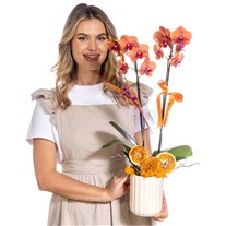 Citrus Flame Çiftli Turuncu Orkide