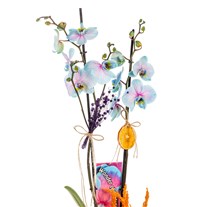 Wonder Glow Çiftli Mavi Orkide