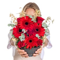 Red Motion Kırmızı Gerbera & Güller