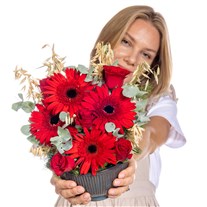 Red Motion Kırmızı Gerbera & Güller