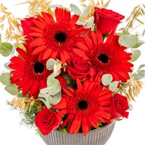 Red Motion Kırmızı Gerbera & Güller