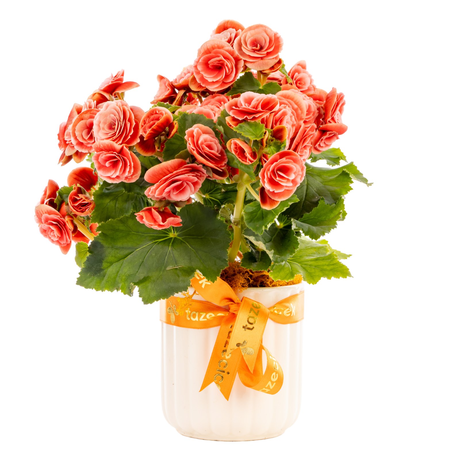 Coral Charm Begonya Bitkisi