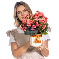 Coral Charm Begonya Bitkisi