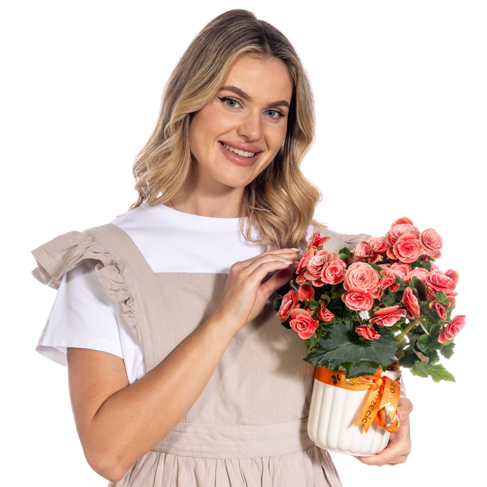 Coral Charm Begonya Bitkisi