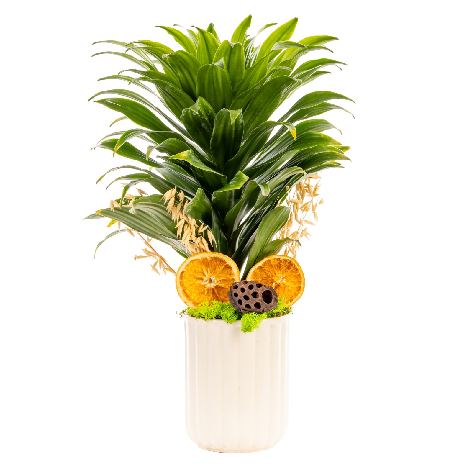 Golden Line Dracena Cintho Bitkisi