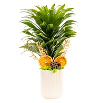 Golden Line Dracena Cintho Bitkisi