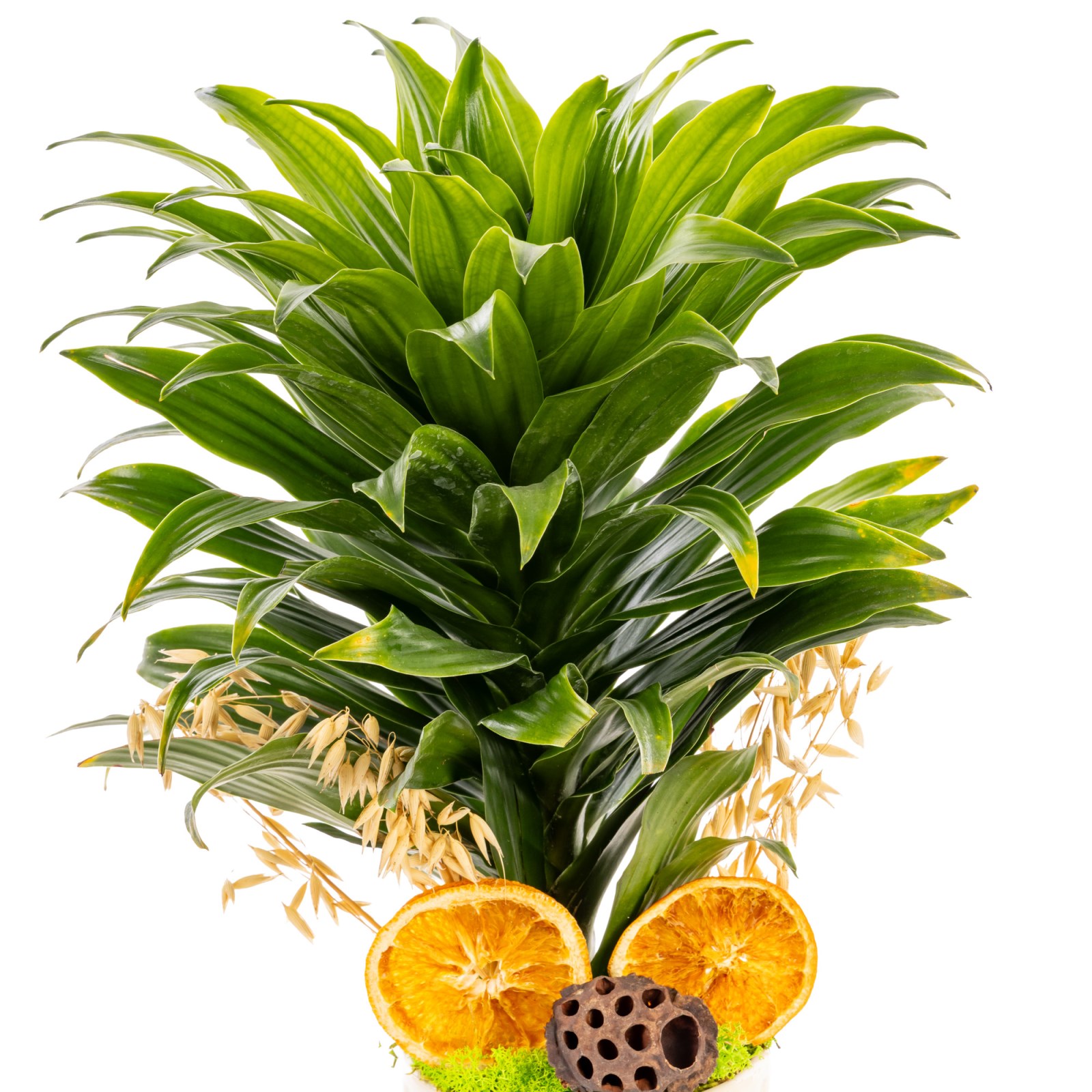 Golden Line Dracena Cintho Bitkisi