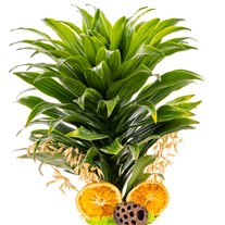Golden Line Dracena Cintho Bitkisi