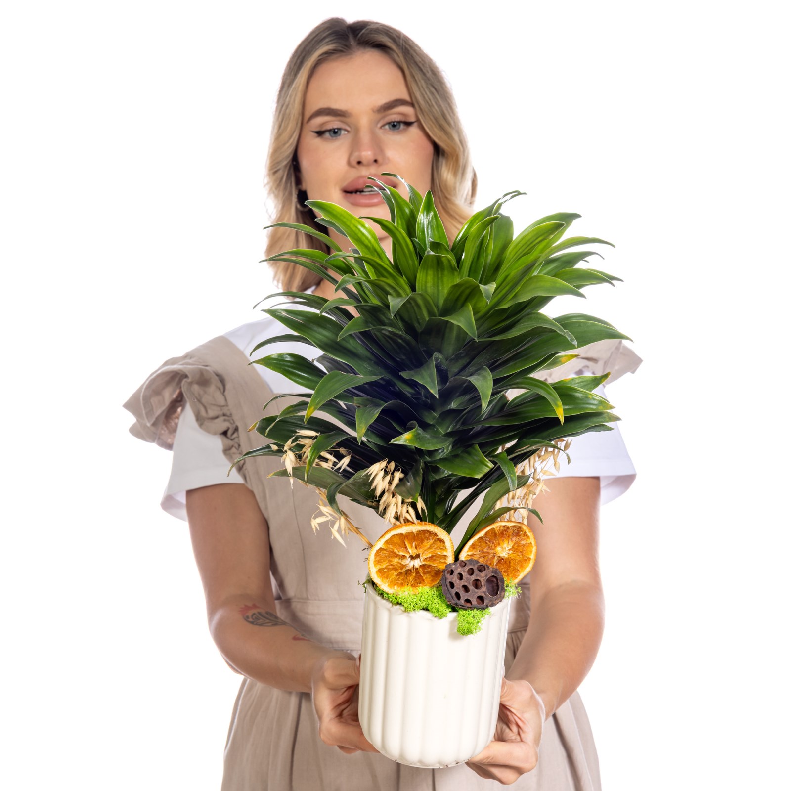 Golden Line Dracena Cintho Bitkisi