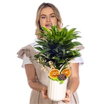 Golden Line Dracena Cintho Bitkisi