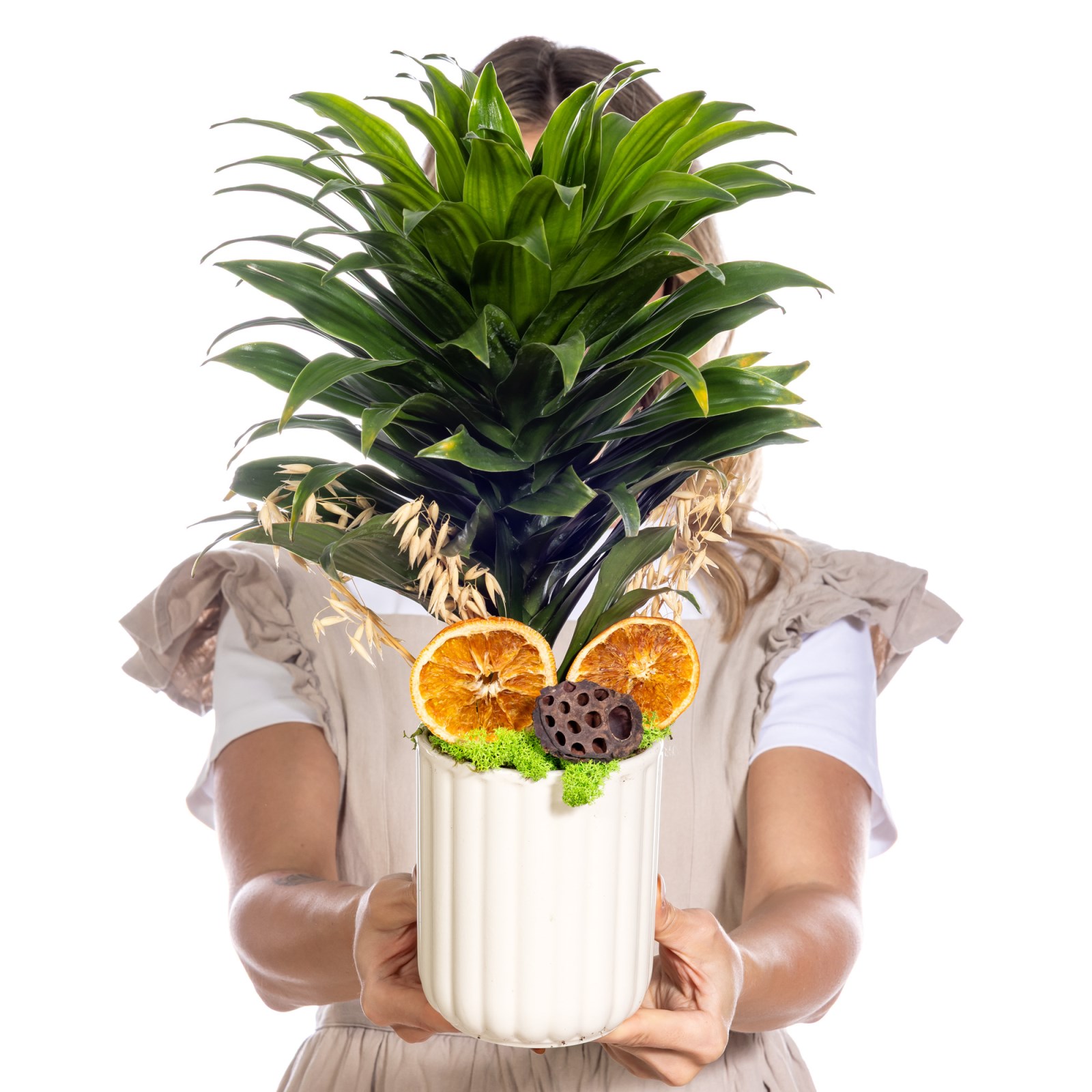 Golden Line Dracena Cintho Bitkisi