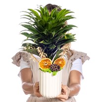 Golden Line Dracena Cintho Bitkisi
