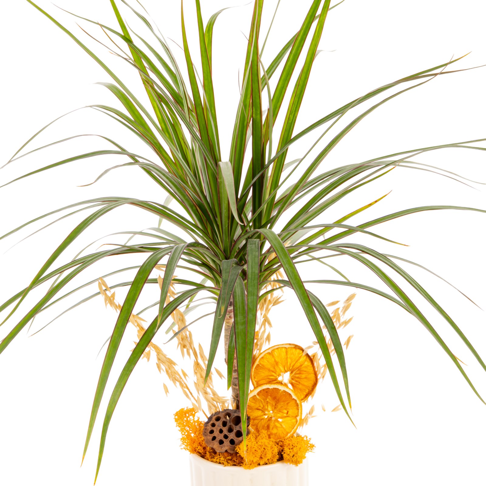 Sunset Grace Marginata Bitkisi