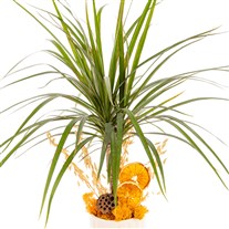Sunset Grace Marginata Bitkisi