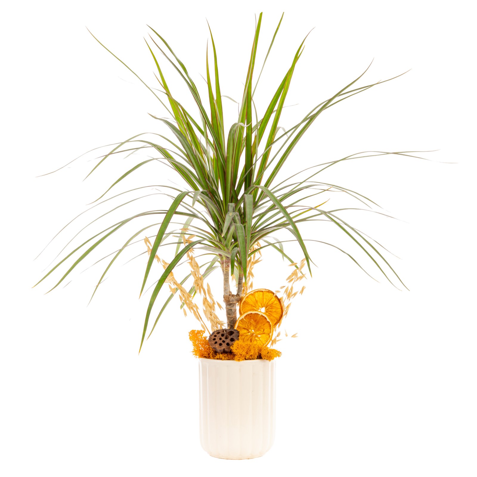 Sunset Grace Marginata Bitkisi