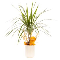 Sunset Grace Marginata Bitkisi
