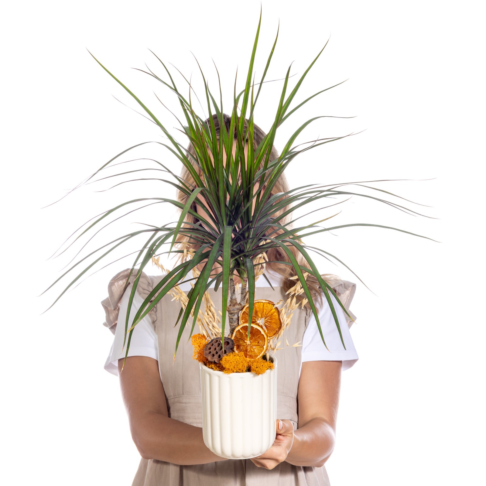 Sunset Grace Marginata Bitkisi