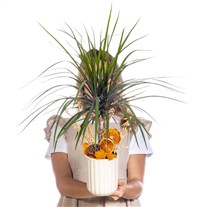 Sunset Grace Marginata Bitkisi