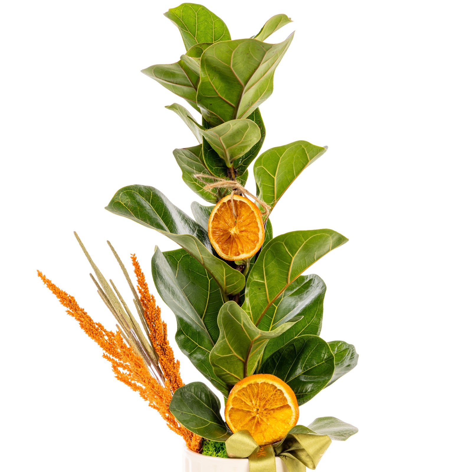 Nature Majesty Ficus Lyrata
