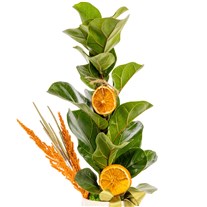 Nature Majesty Ficus Lyrata