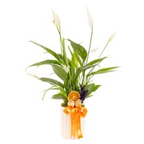 Peaceful Bloom Spathiphyllum