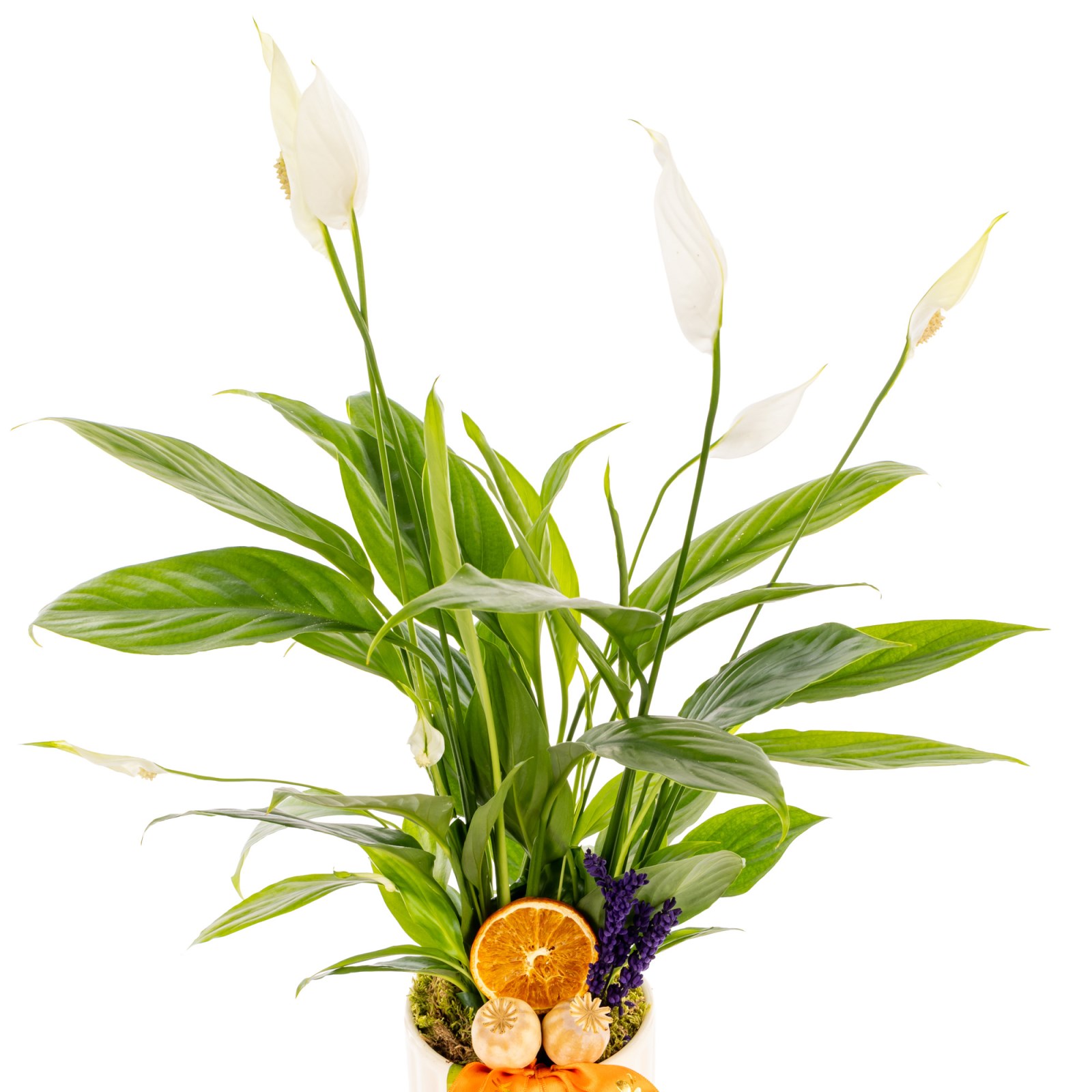 Peaceful Bloom Spathiphyllum
