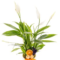 Peaceful Bloom Spathiphyllum