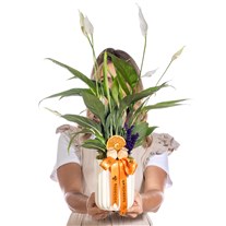 Peaceful Bloom Spathiphyllum