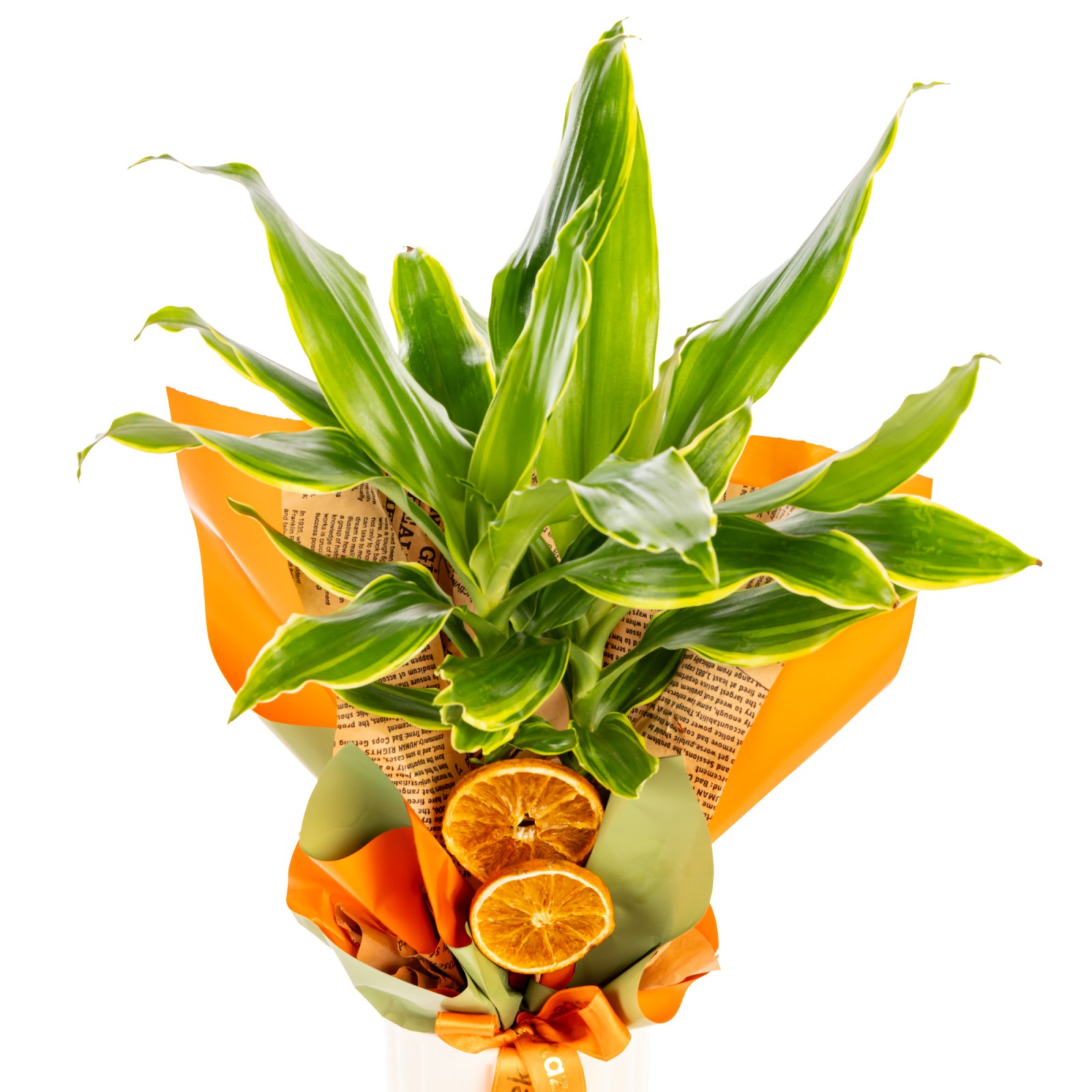 Tropical Dream Dracena