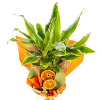 Tropical Dream Dracena