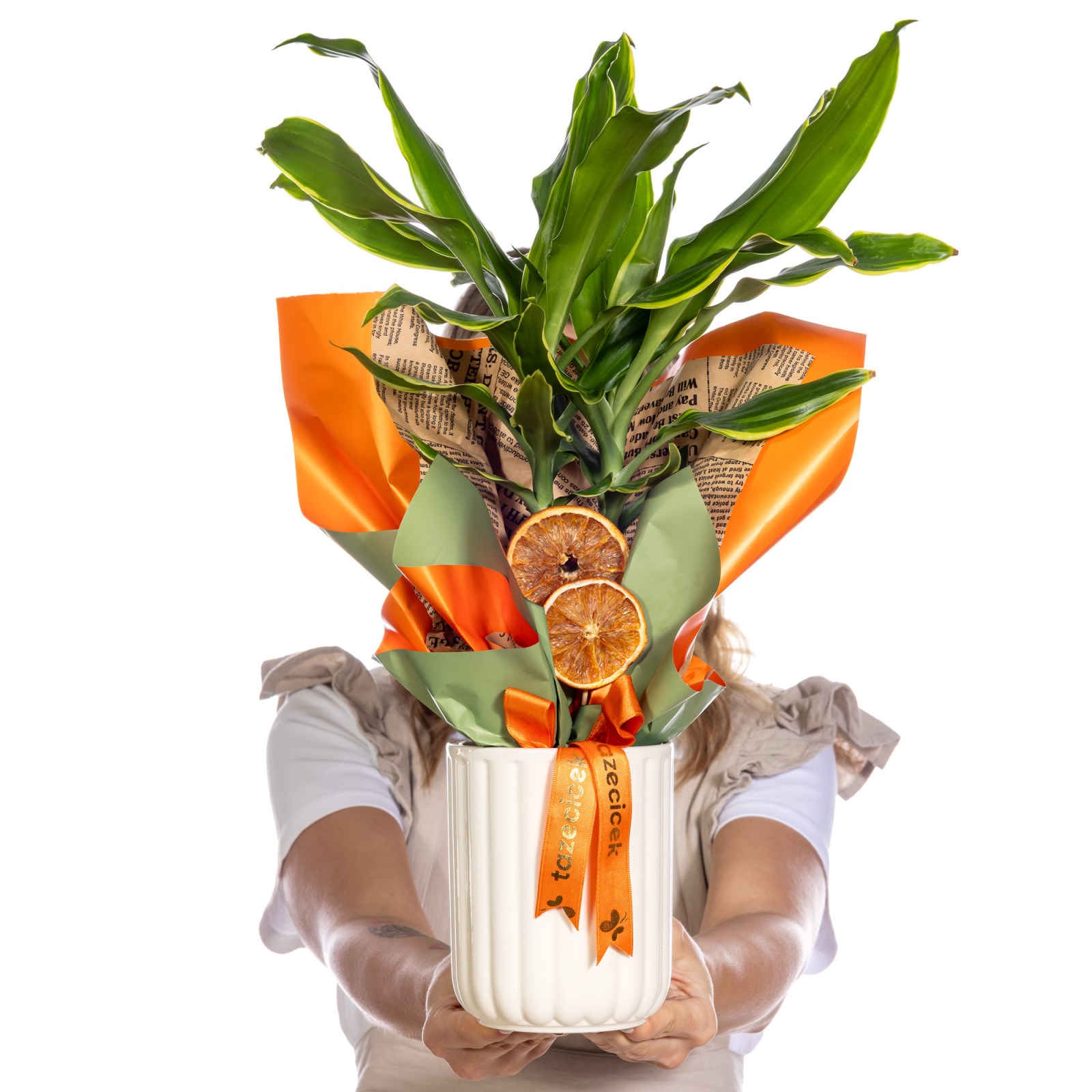 Tropical Dream Dracena