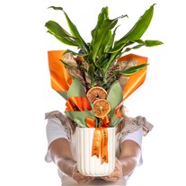 Tropical Dream Dracena