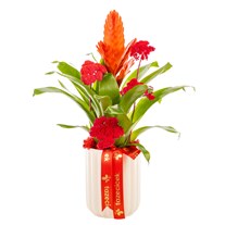 Coral Energy Bromelya