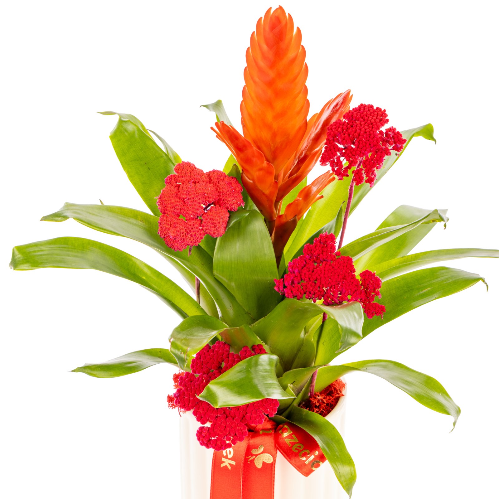 Coral Energy Bromelya