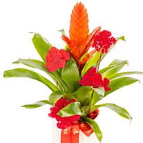 Coral Energy Bromelya