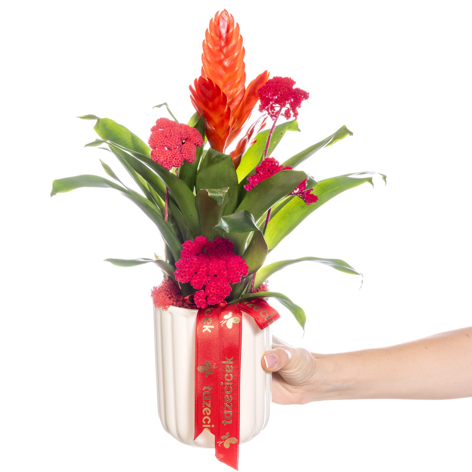 Coral Energy Bromelya