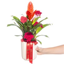 Coral Energy Bromelya
