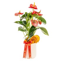 Tropical Passion Antoryum