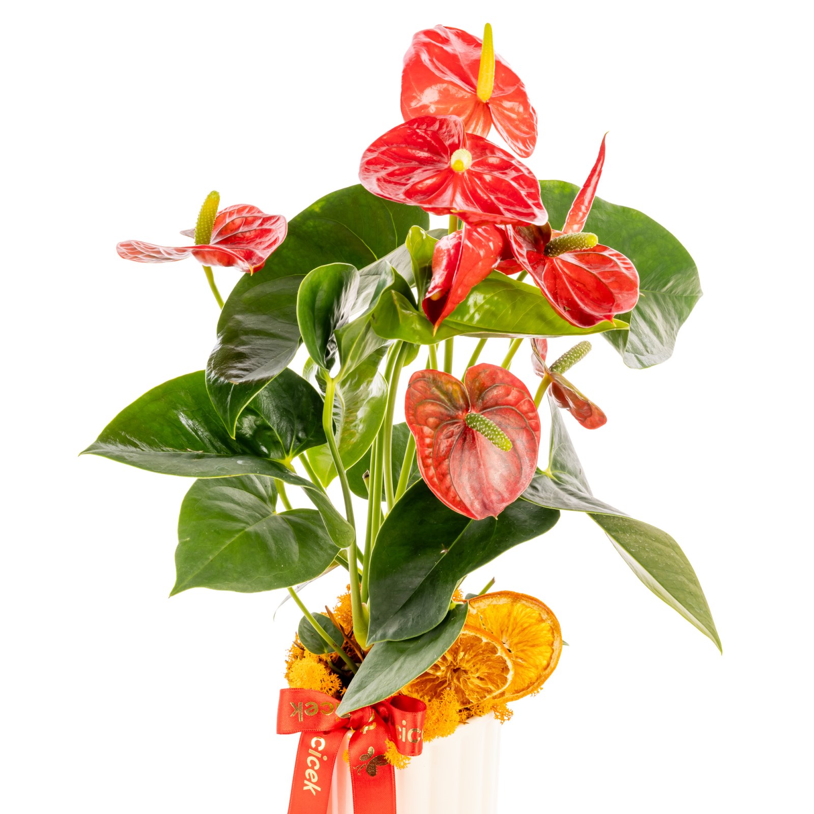 Tropical Passion Antoryum